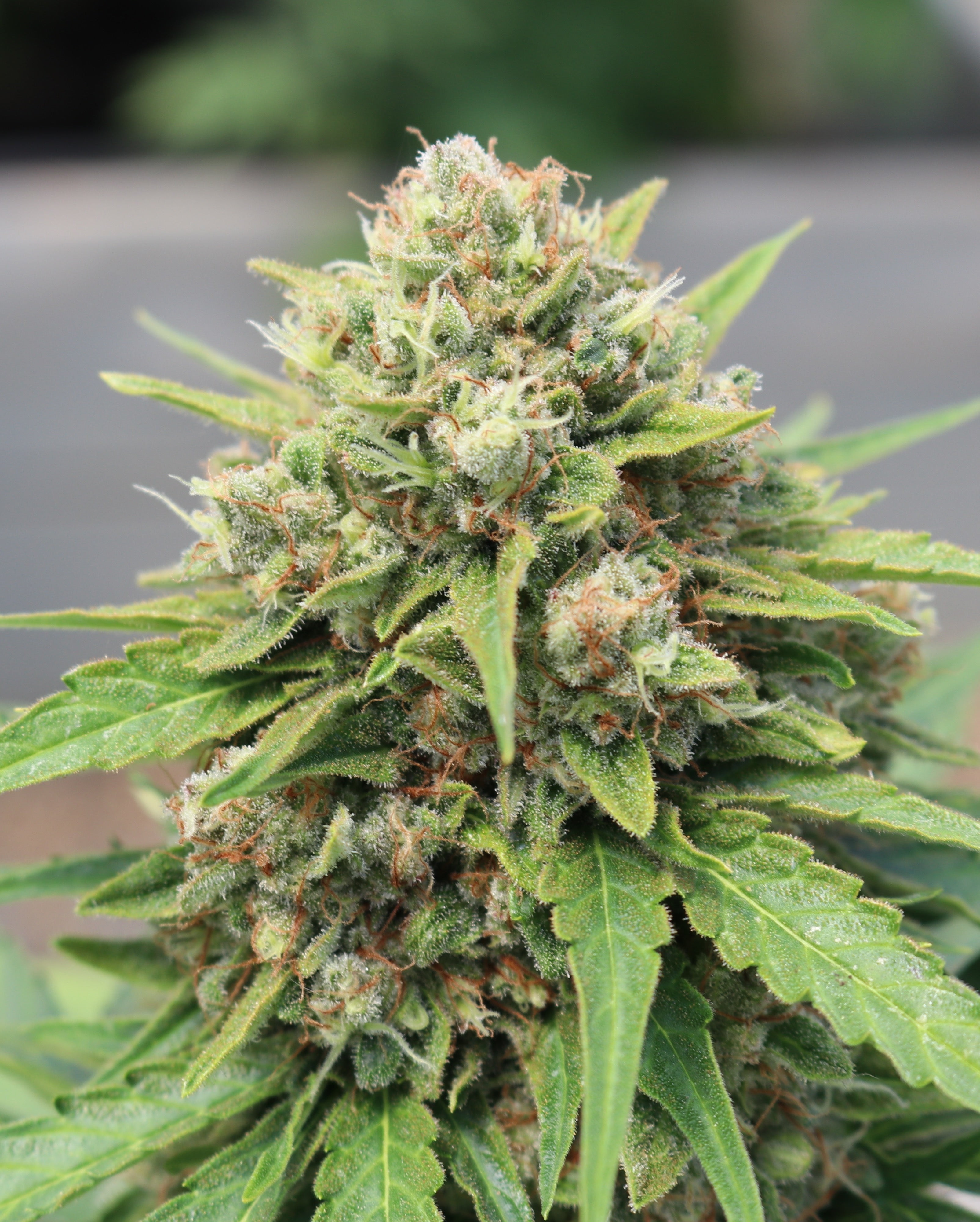 Reform Botanicals CBD Hemp Flower, Green Goddess Strain