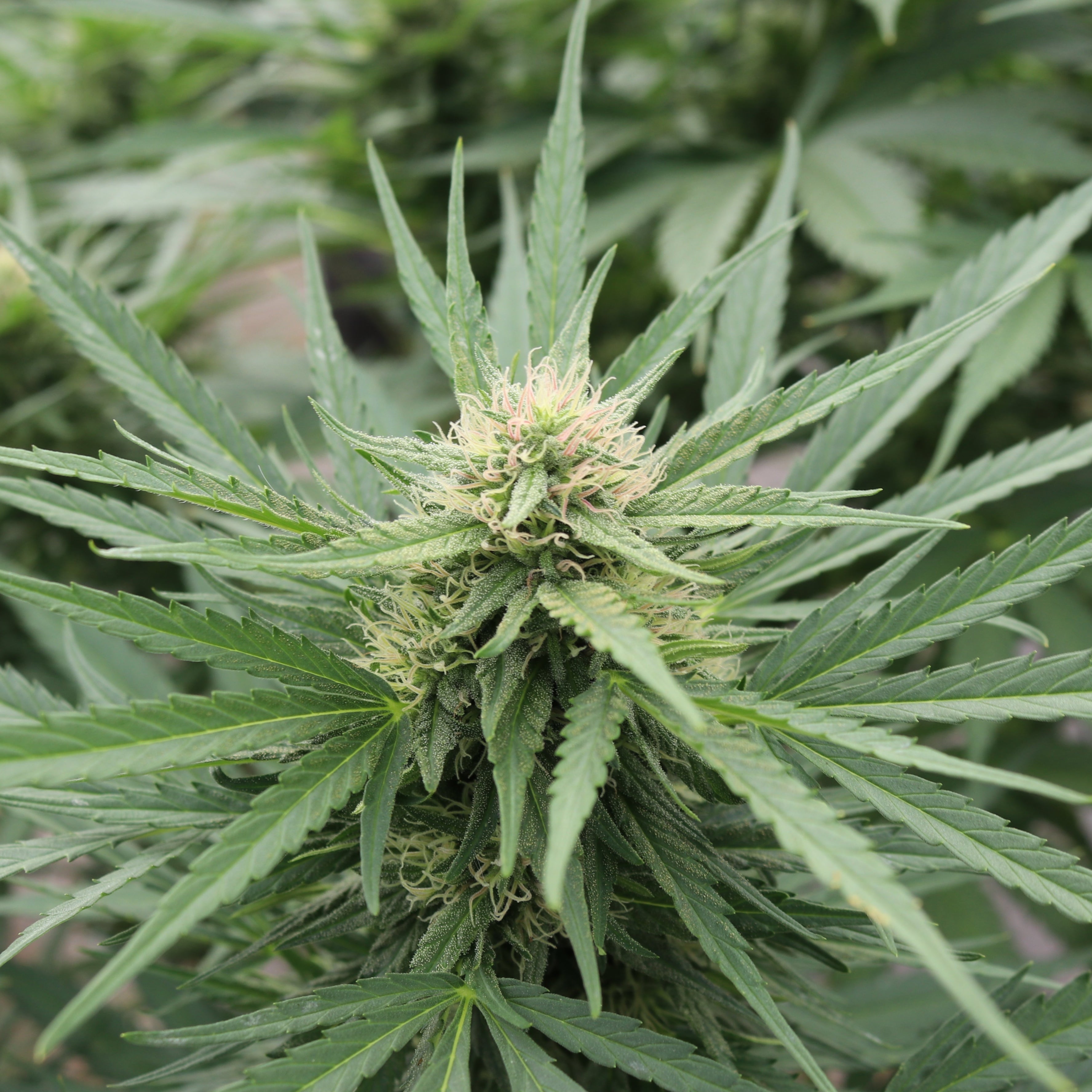 hemp flower for quitting tobacco Lemon Octane | CBD Question! I Smoked some CBD