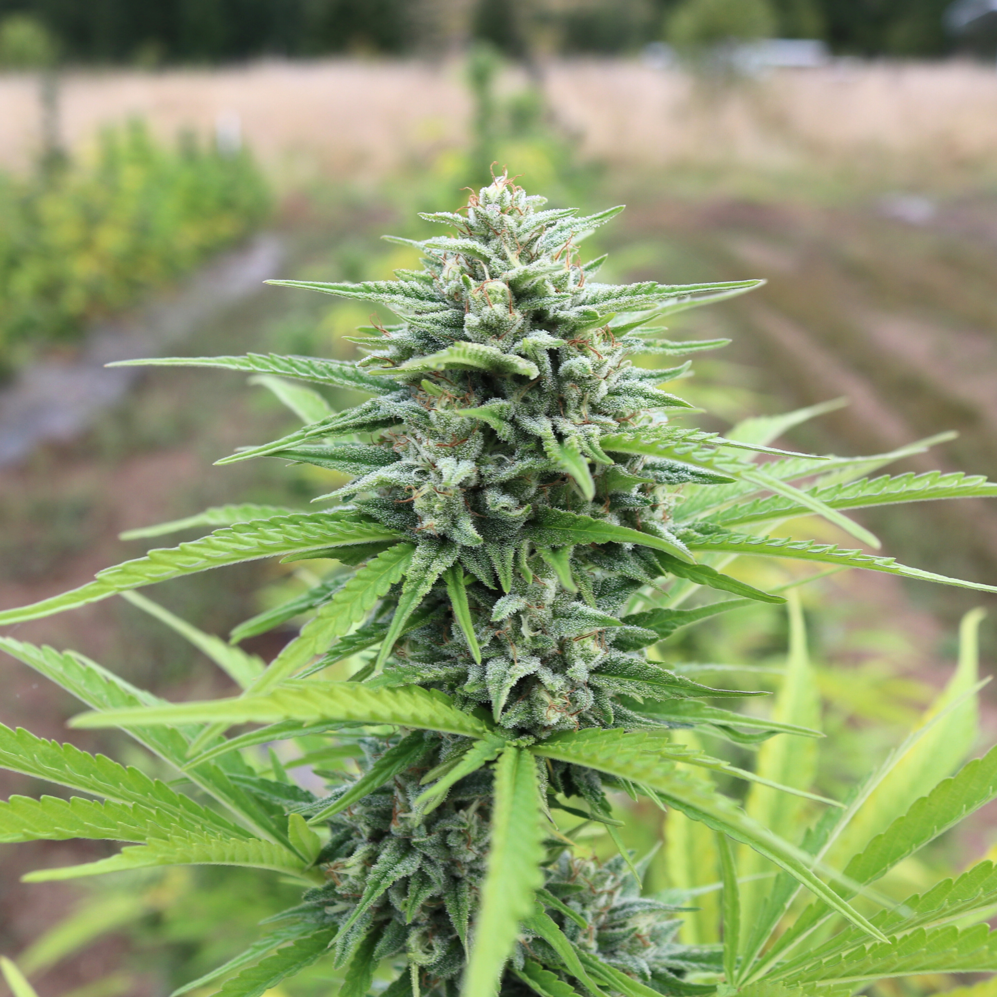 buy whole plant hemp oil pineapple PINEAPPLE KUSH CBD Hemp Flower, 16.6% CBD